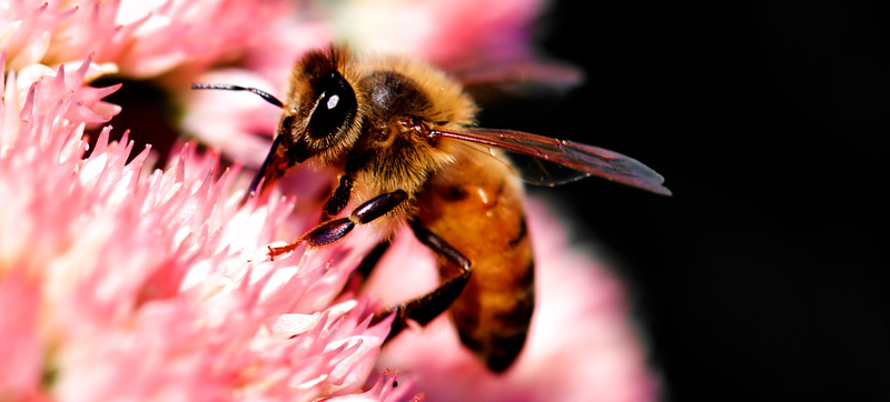 Illustration for article titled How a Bee Sting Saved My Life